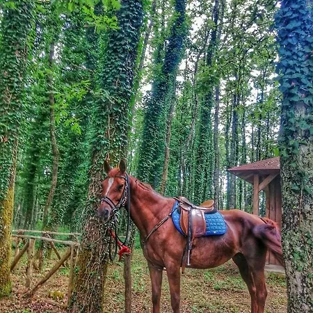 Le Vie Mediterranee Frühstückspension Torre di Ruggiero